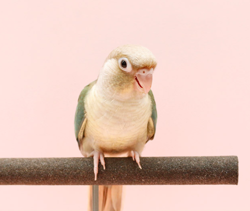 Ȯ�� �̹���