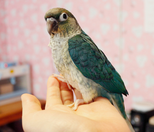 Ȯ�� �̹���