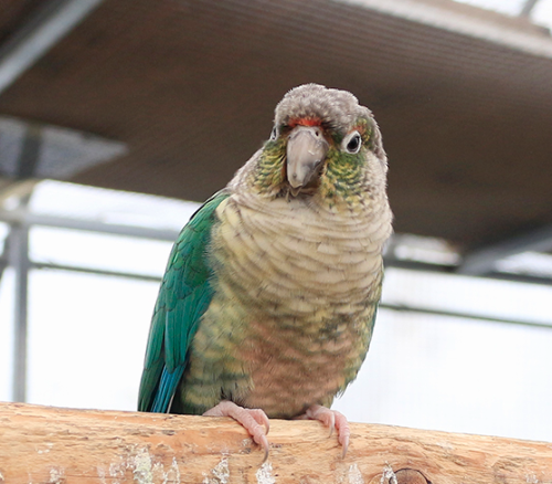 Ȯ�� �̹���