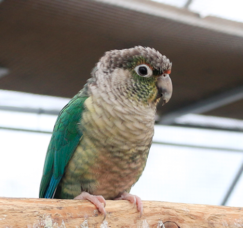 Ȯ�� �̹���