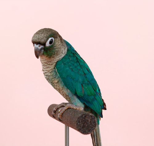 Ȯ�� �̹���