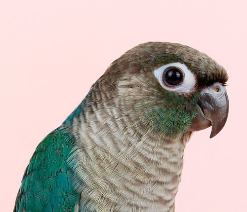 Ȯ�� �̹���