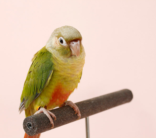 Ȯ�� �̹���