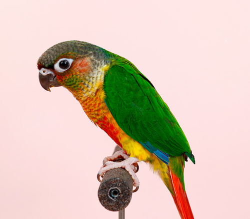 Ȯ�� �̹���