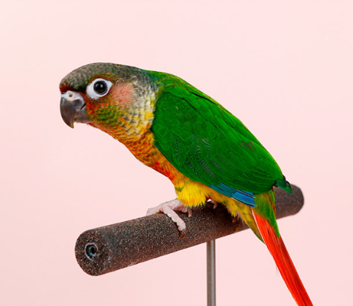 Ȯ�� �̹���