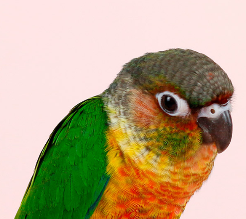 Ȯ�� �̹���