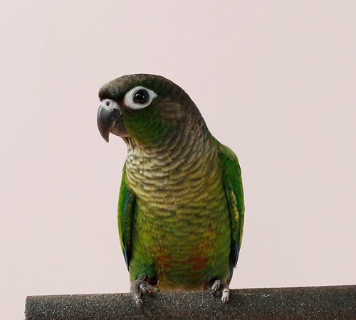 Ȯ�� �̹���