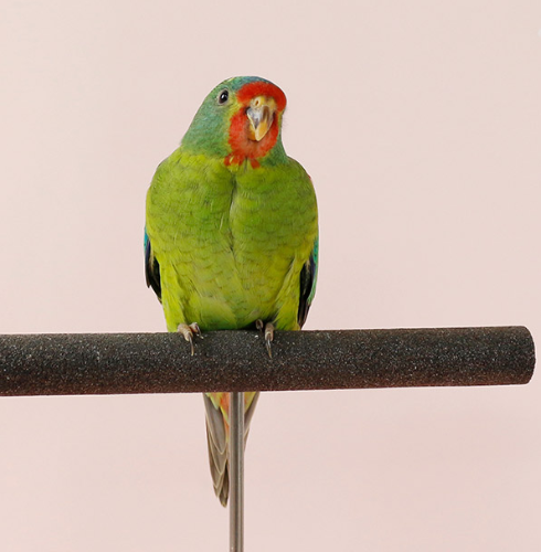 Ȯ�� �̹���