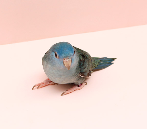 Ȯ�� �̹���