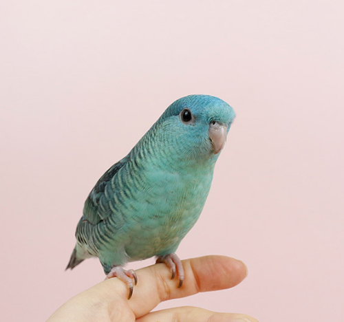 Ȯ�� �̹���