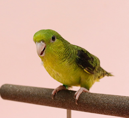 Ȯ�� �̹���