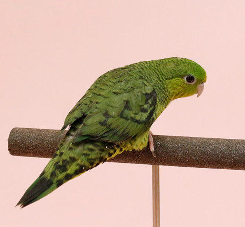 Ȯ�� �̹���