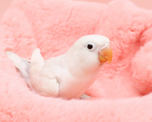 Ȯ�� �̹���