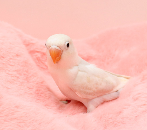 Ȯ�� �̹���