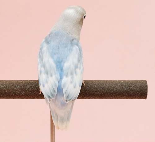 Ȯ�� �̹���