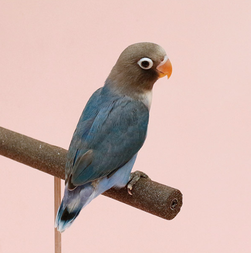 Ȯ�� �̹���