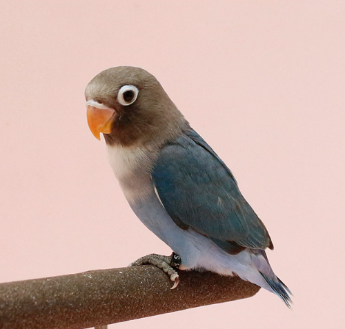 Ȯ�� �̹���