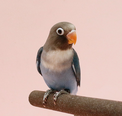 Ȯ�� �̹���