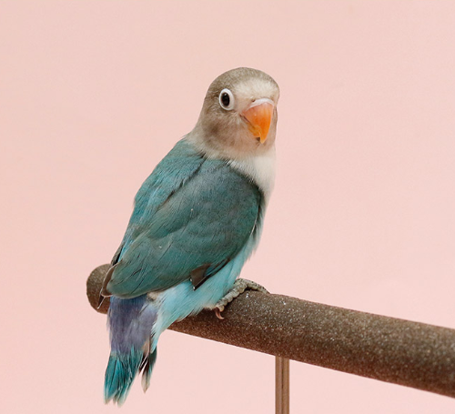 Ȯ�� �̹���