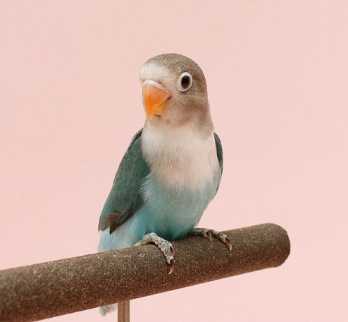 Ȯ�� �̹���