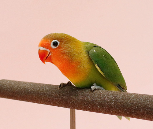 Ȯ�� �̹���