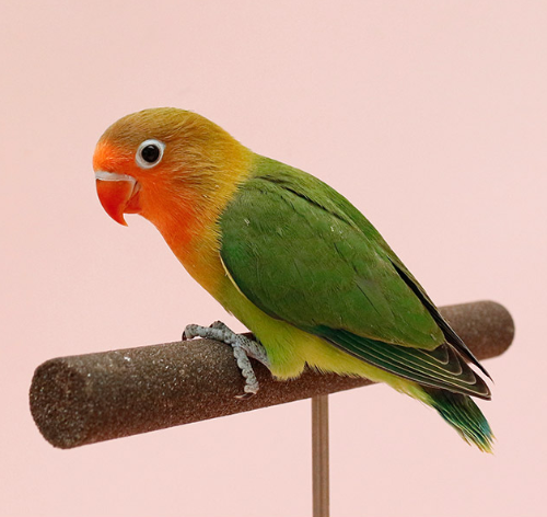 Ȯ�� �̹���