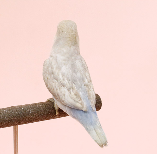 Ȯ�� �̹���