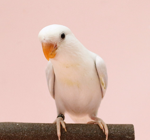 Ȯ�� �̹���