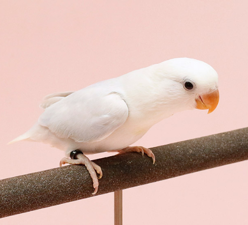 Ȯ�� �̹���