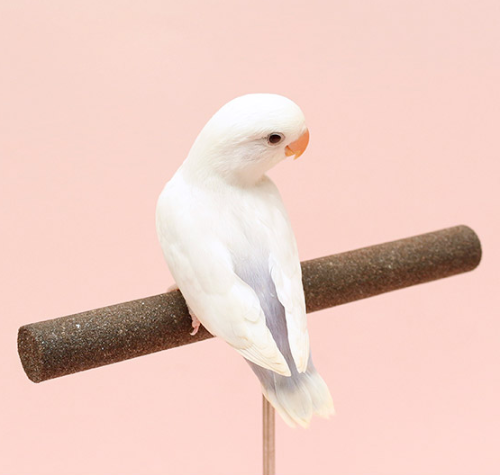 Ȯ�� �̹���