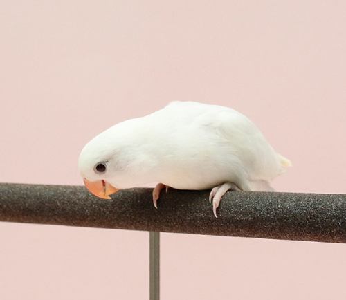 Ȯ�� �̹���