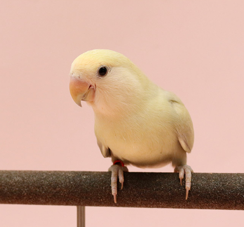 Ȯ�� �̹���