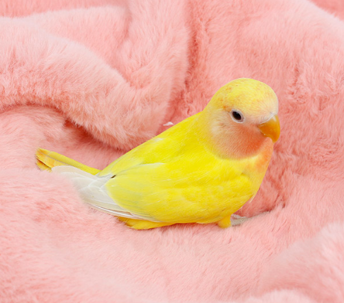 Ȯ�� �̹���