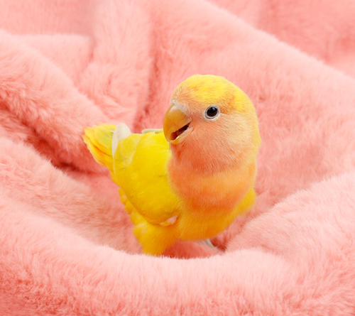 Ȯ�� �̹���