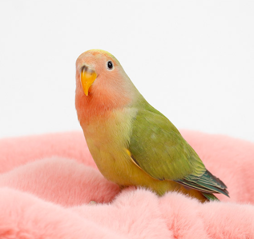 Ȯ�� �̹���