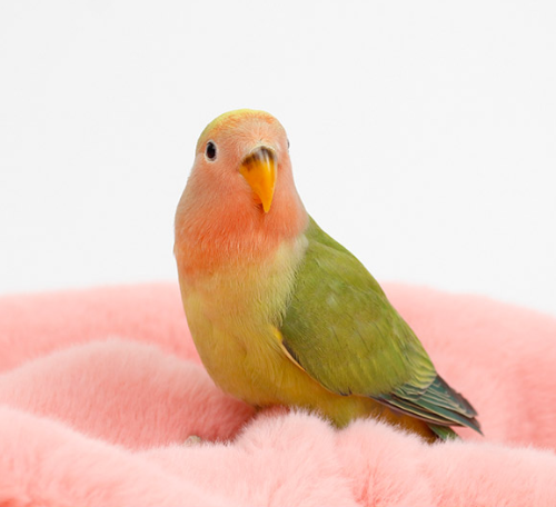 Ȯ�� �̹���