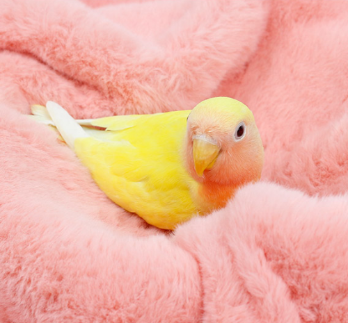 Ȯ�� �̹���