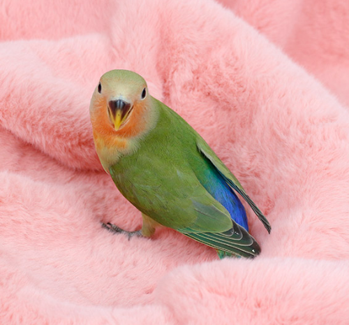 Ȯ�� �̹���