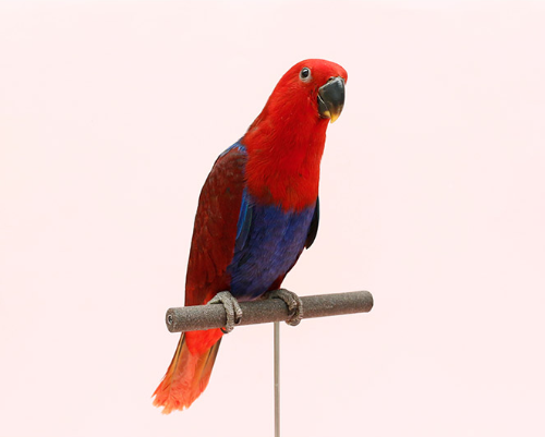 Ȯ�� �̹���