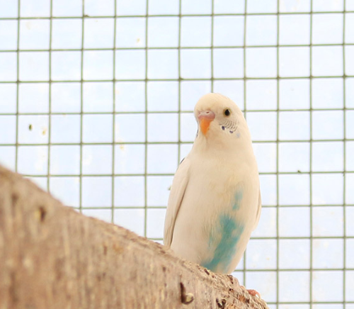 Ȯ�� �̹���