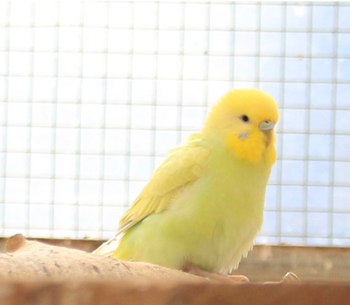 Ȯ�� �̹���