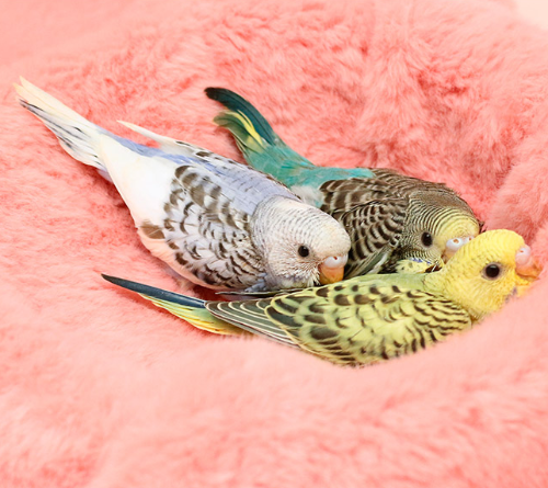 Ȯ�� �̹���